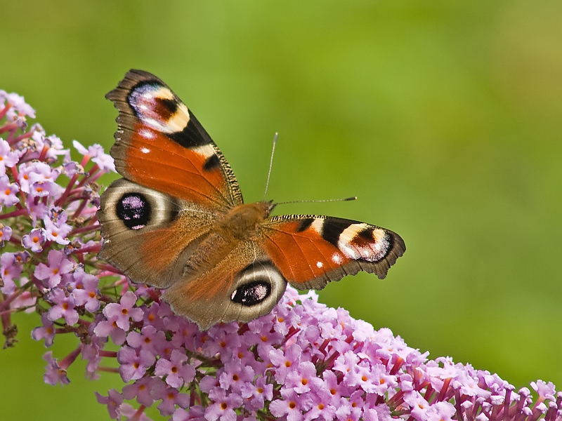 Inachis io Dagpauwoog Peacock butterfly